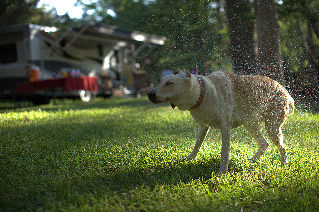 Tips for RVing With Your Pet