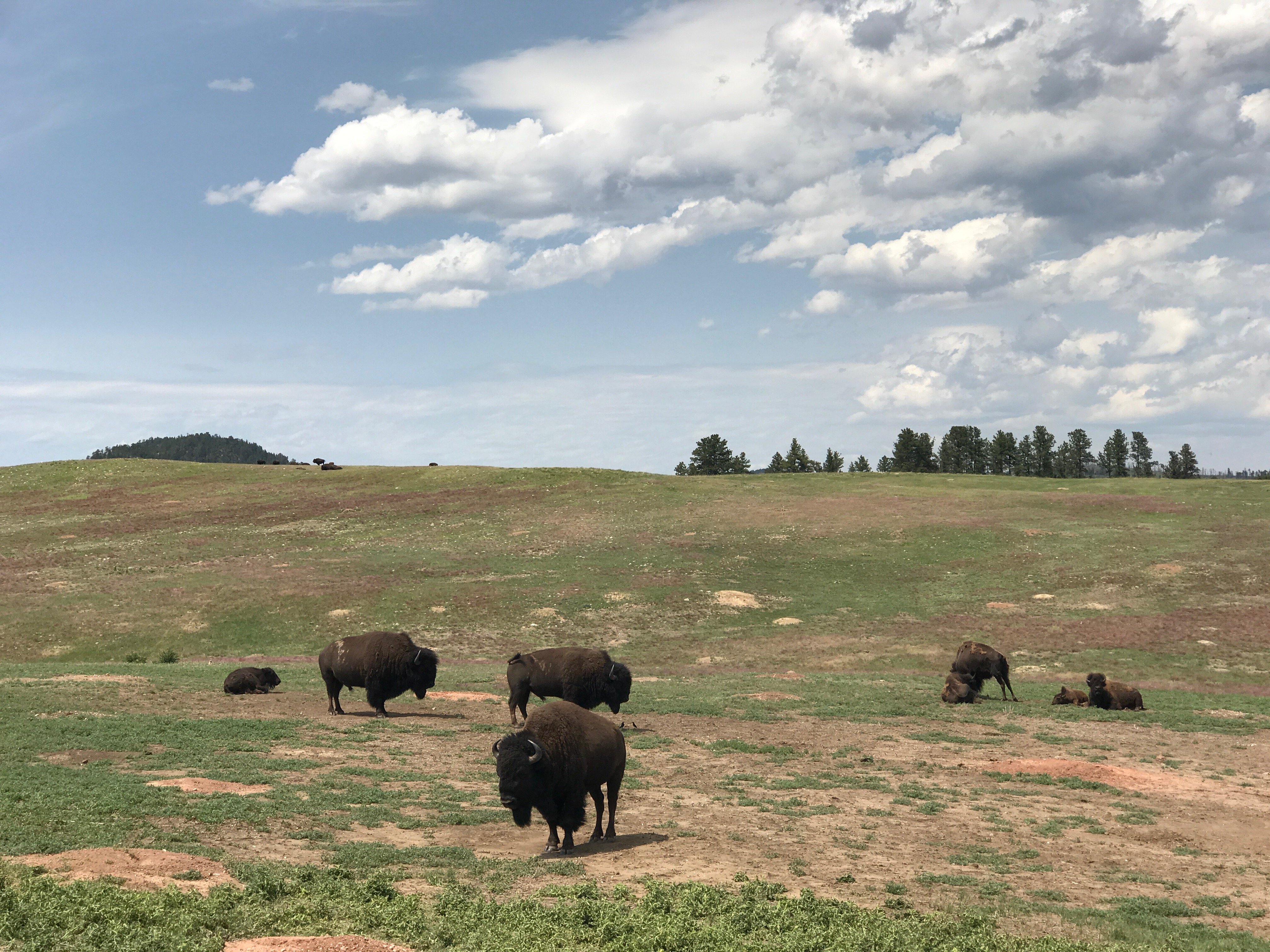 Full-time RVing: bison in Custer State Park, South Dakota