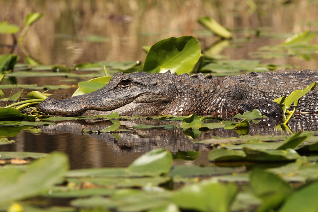American Alligator - Okefenokee Swamp 