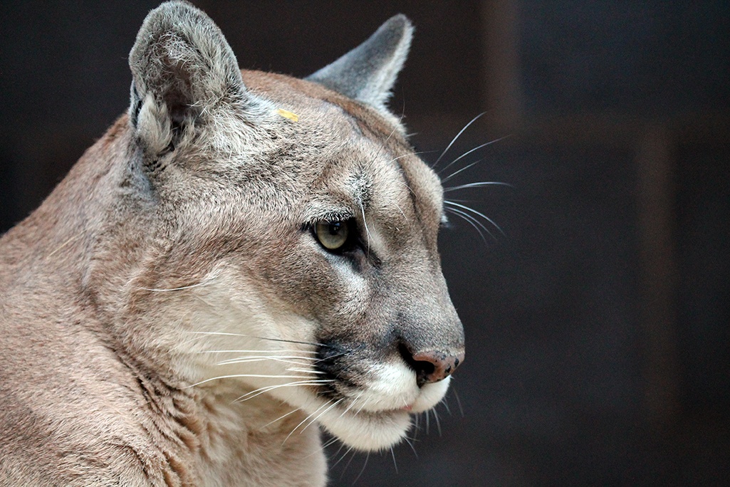 Visit ZooAmerica in Hershey, Pennsylvania to see animals from all across North America