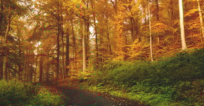 Top 3 National Parks to Experience the Fall Foliage on the East Coast