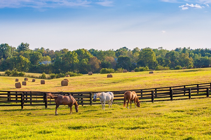 In Kentucky, RV snowbirds traveling on I-75 to florida can visit horse farms.