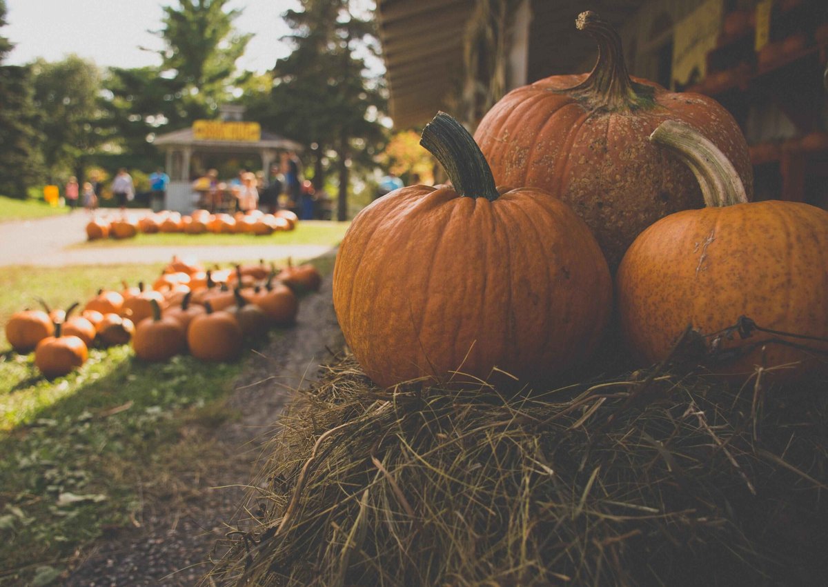 Pumpkins in a Fall Pumpkin Patch