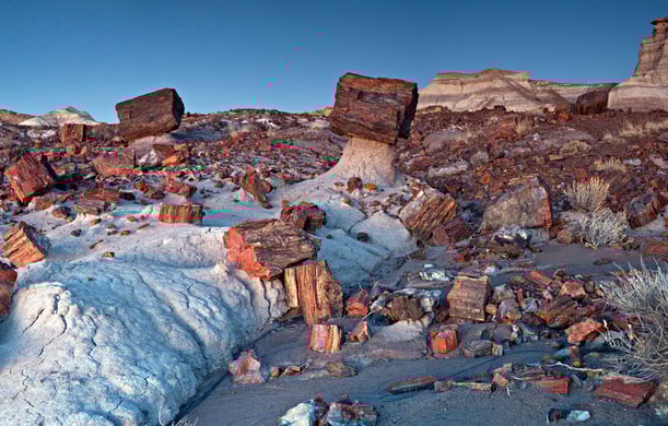 petrified forest.jpg