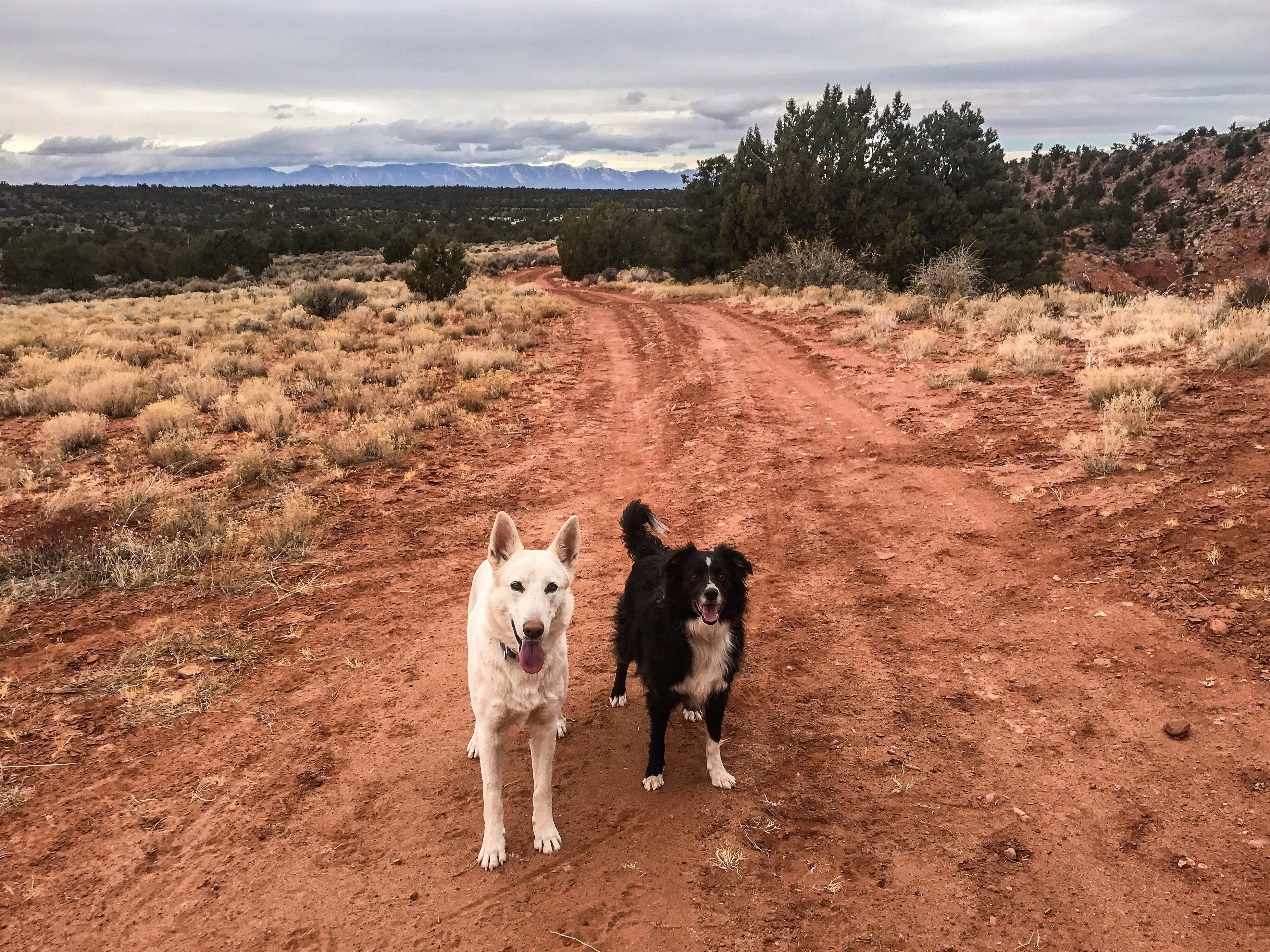 Dogs walking in Zion National Park 