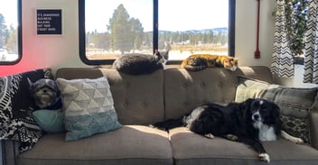Pets enjoying our cozy home FB crop