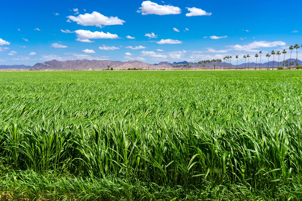 Yuma, Arizona is favorite RV snowbird destination near the Mexican border