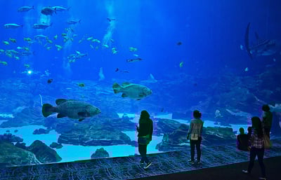 Things to Do in the Atlanta Area for RVers