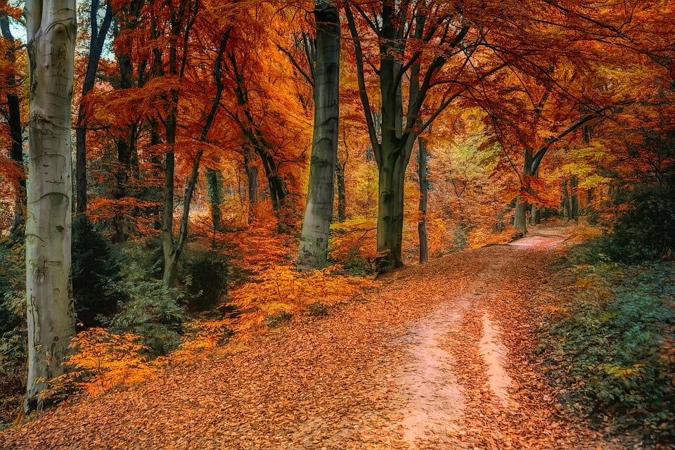 autumn-3842589_960_720