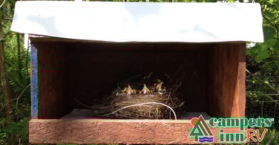 Throwback; Campers Inn RV Helps the First Robin of Spring
