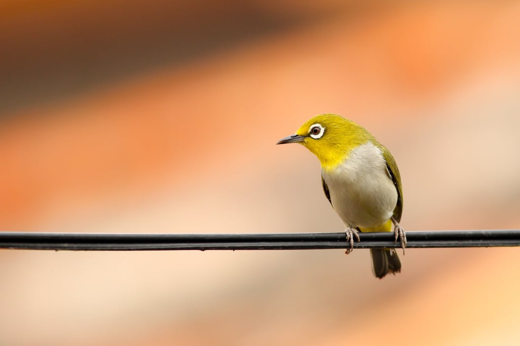 Birdwatching. Photo by Boris Smokrovic on Unsplash