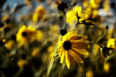 See Nature Bloom at These 3 Amazing Wildflower Celebrations!