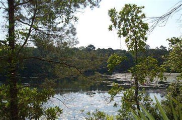 Scenic Vista in Graham Swamp