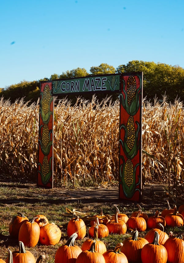 corn maze