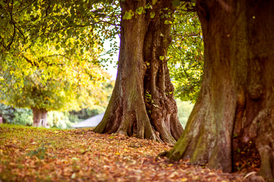 Learn to Identify Tree Species with These 5 Amazing Websites and Apps