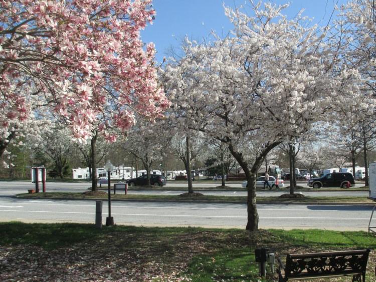 spring blossoms at cherry hill park