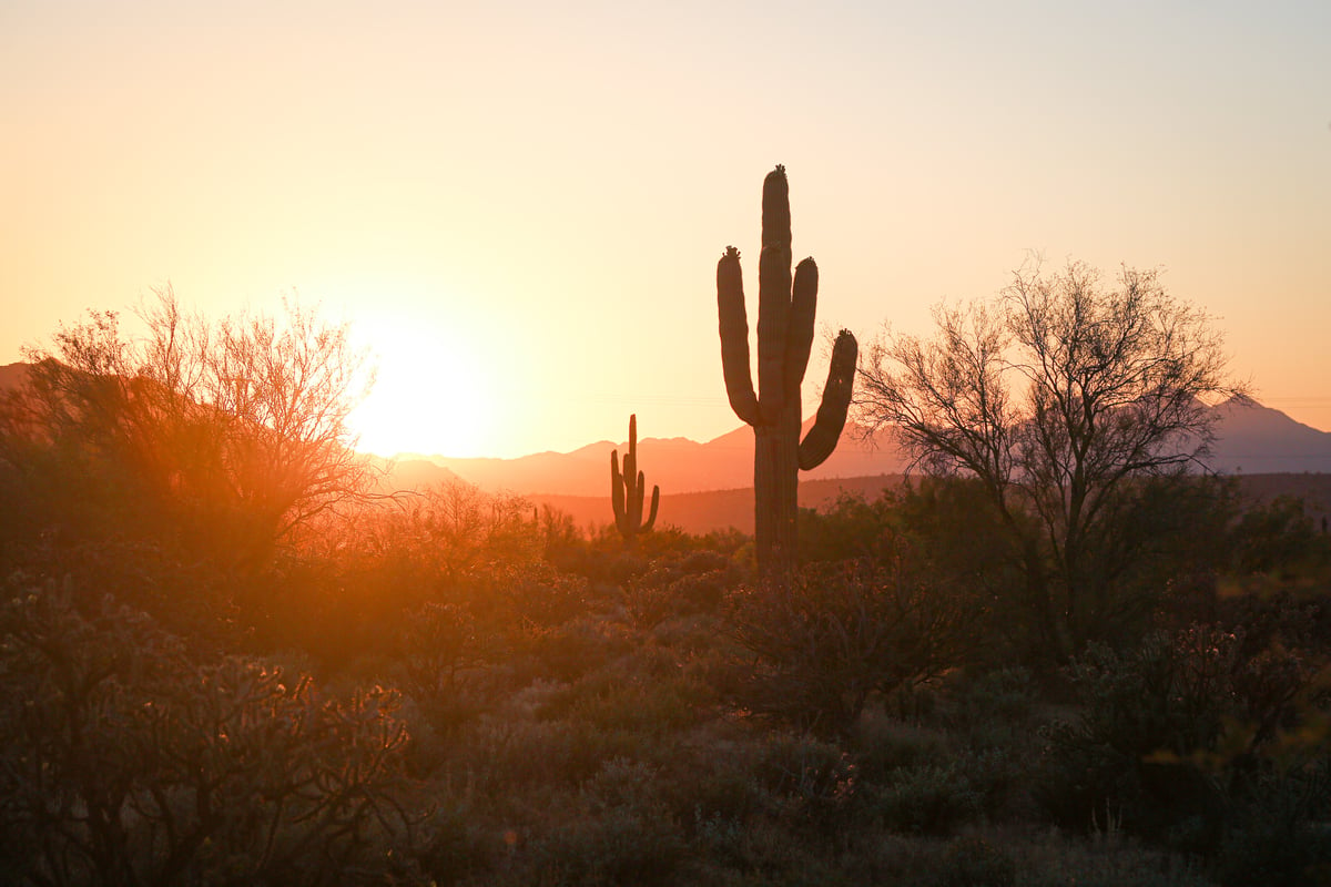 Image of a desert cactus with a sunset in the background
