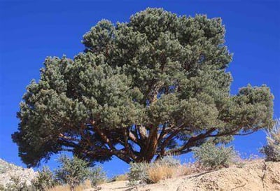 Find Out What Kind of Tree You Are & Where to Vacation!