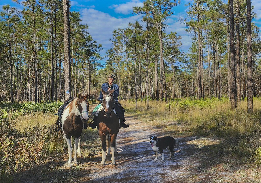 Running in Jacksonville: Trails, Wildlife, and One Very Real Panther
